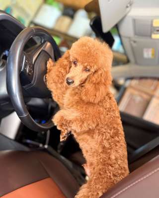 Кобель пудель