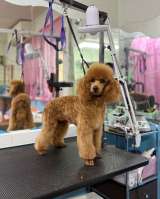 Кобель пудель