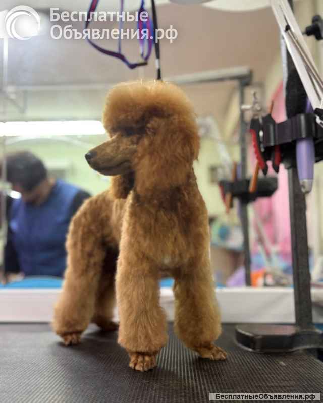 Кобель пудель