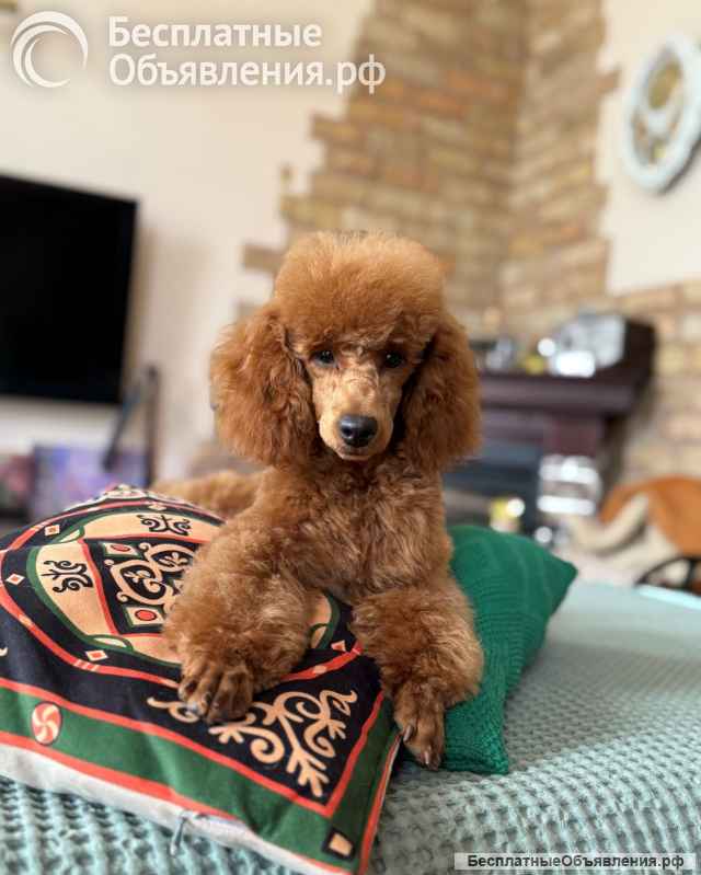 Кобель пудель