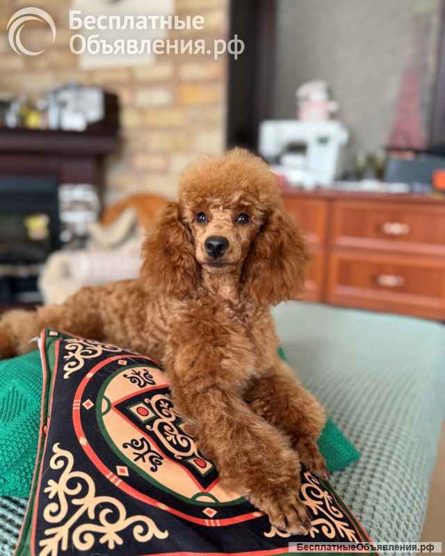 Кобель пудель