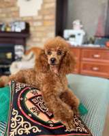 Кобель пудель