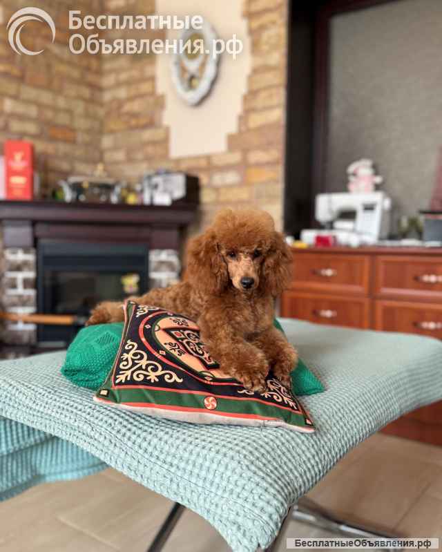 Кобель пудель