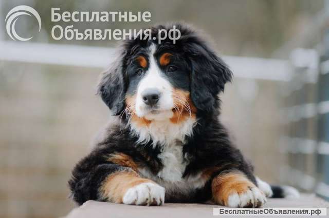Bernese Mountain Dog от заводчика