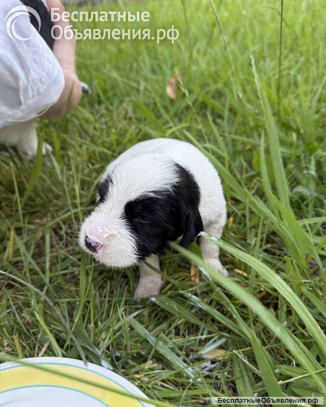 Отдам в добрые руки щенков