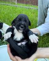 Отдам в добрые руки щенков