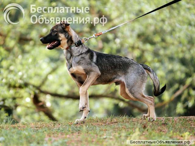 Ласковый веселый некрупный песик-подросток Леха в добрые руки