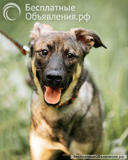 Ласковый веселый некрупный песик-подросток Леха в добрые руки