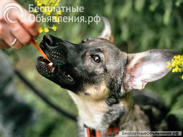 Ласковый веселый некрупный песик-подросток Леха в добрые руки