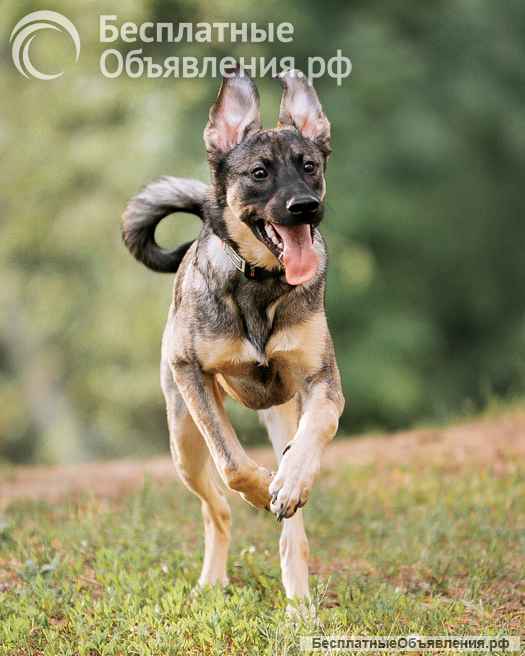 Ласковый веселый некрупный песик-подросток Леха в добрые руки