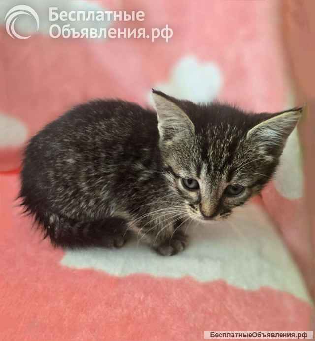 Нежные, трогательные котята-малыши, мальчики и девочки в добрые руки