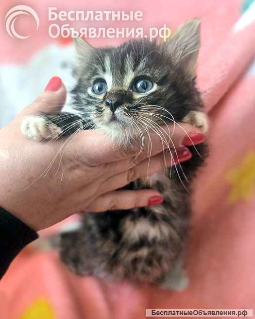 Нежные, трогательные котята-малыши, мальчики и девочки в добрые руки