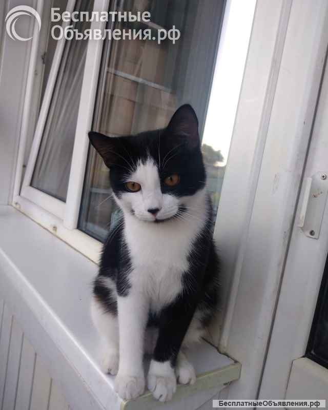 Котик 1.5 года. Обработан, кастрирован, привит