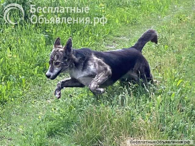 Ласковый, дружелюбный песик-подросток Проша ищет дом