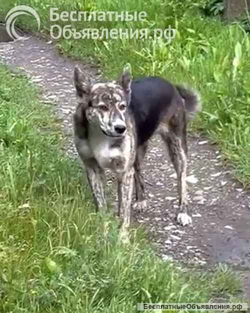 Ласковый, дружелюбный песик-подросток Проша ищет дом