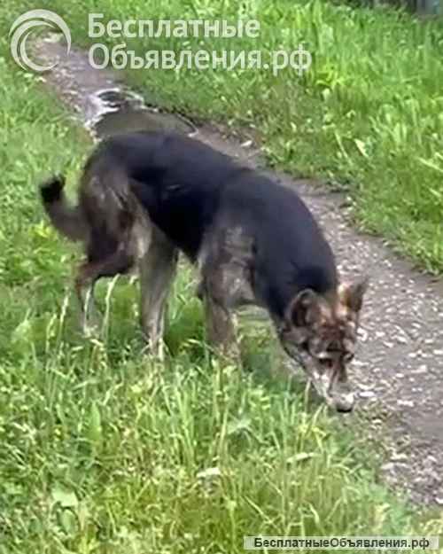 Ласковый, дружелюбный песик-подросток Проша ищет дом