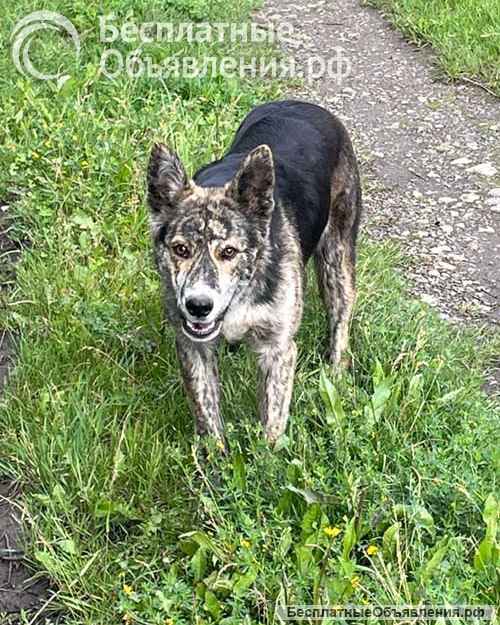 Ласковый, дружелюбный песик-подросток Проша ищет дом