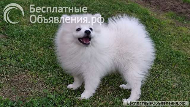 Японский шпиц