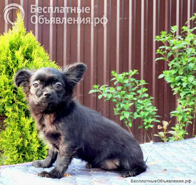 Красивые щенки Чихуахуа мальчики и девочки