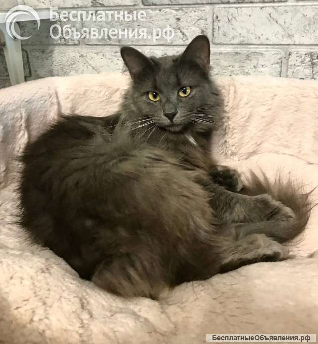 Красавица Мушка ищет дом