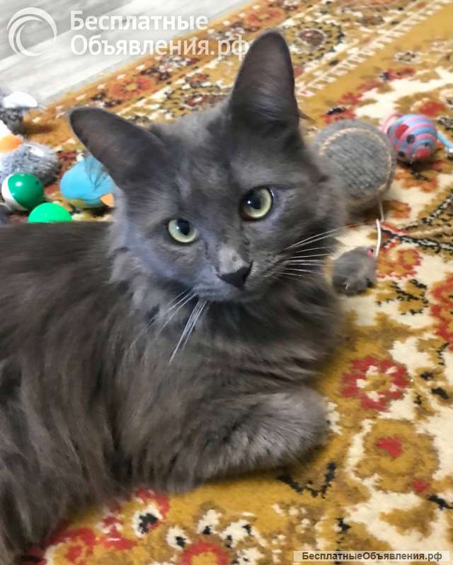 Красавица Мушка ищет дом