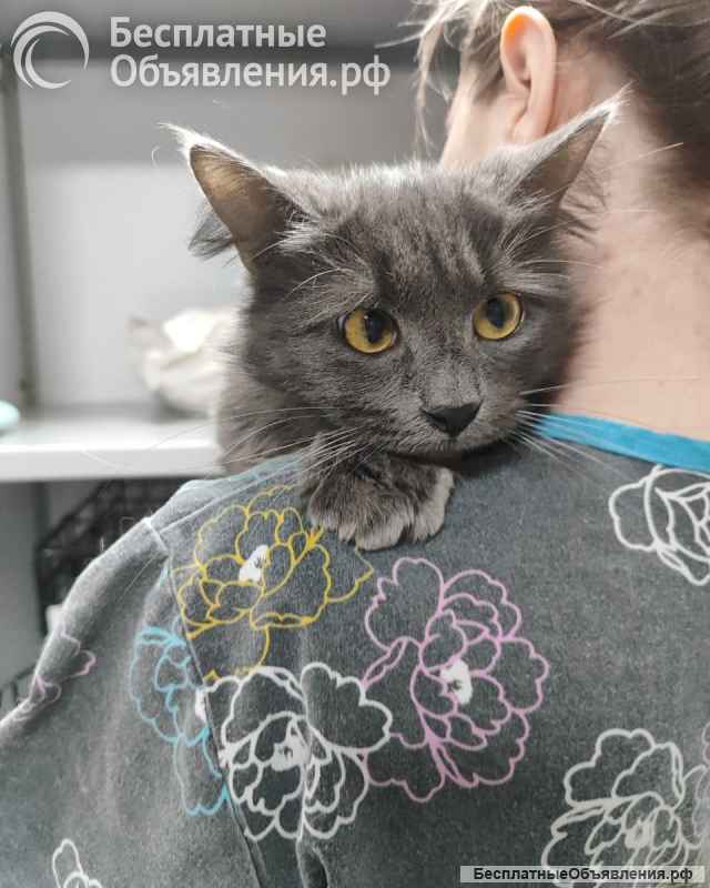 Красавица Мушка ищет дом