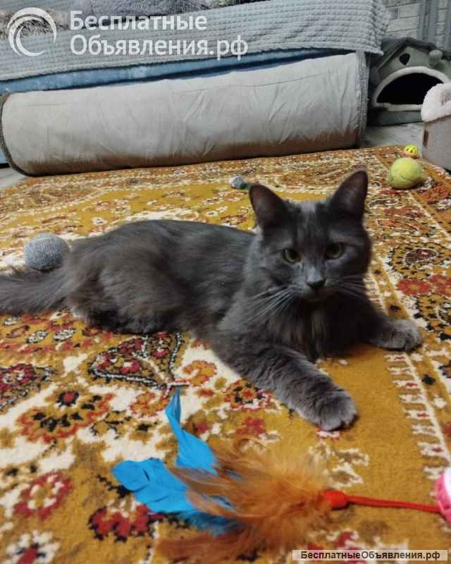 Красавица Мушка ищет дом