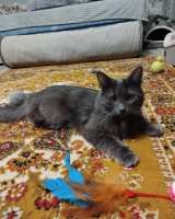 Красавица Мушка ищет дом