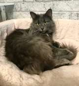 Красавица Мушка ищет дом