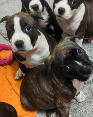 Чудо- детки Амстаффтерьера ркф