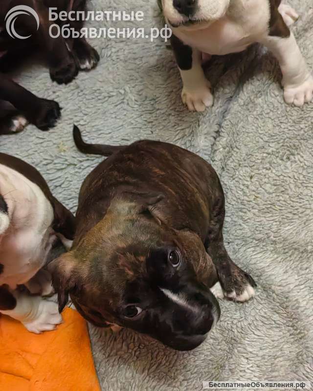 Чудо- детки Амстаффтерьера ркф