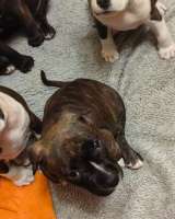 Чудо- детки Амстаффтерьера ркф