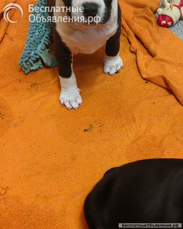 Чудо- детки Амстаффтерьера ркф