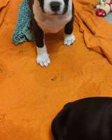 Чудо- детки Амстаффтерьера ркф