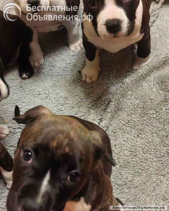 Чудо- детки Амстаффтерьера ркф
