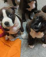 Чудо- детки Амстаффтерьера ркф