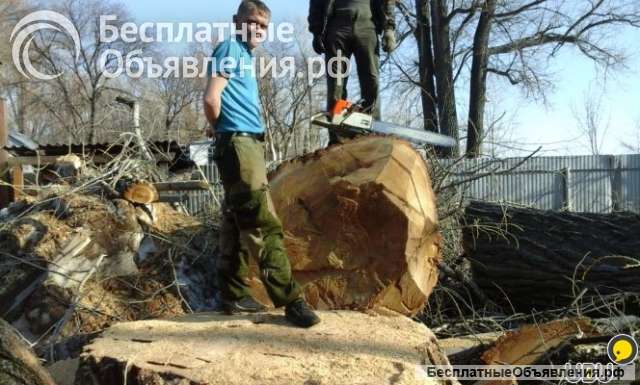 Деревьев спил, обрезка частично или полностью