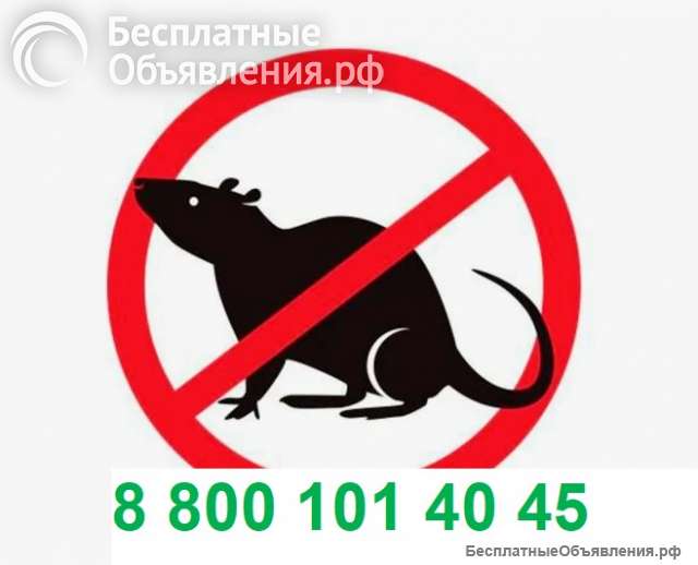 Уничтожение мышей, крыс и прочих грызунов