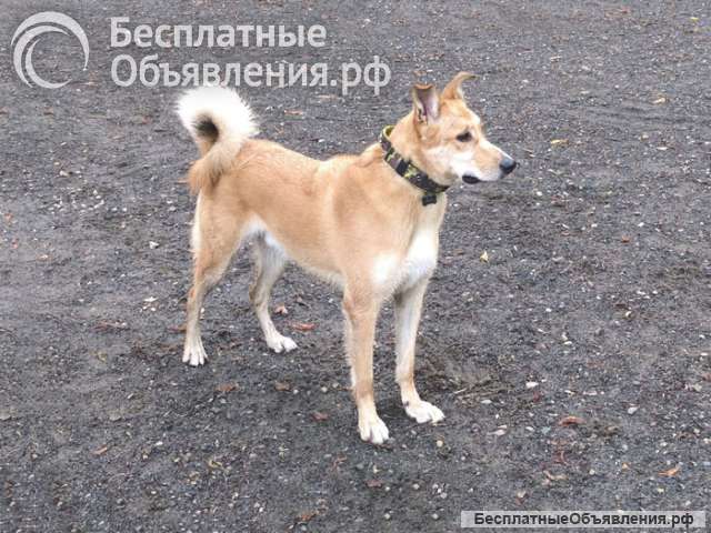 Домашний умный пес Дрим в добрые руки
