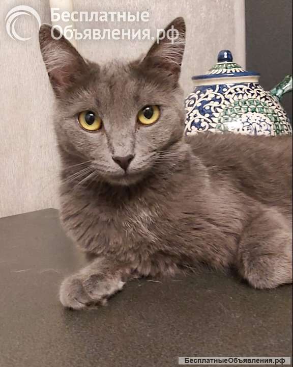 Дымка, русская голубая в добрые руки