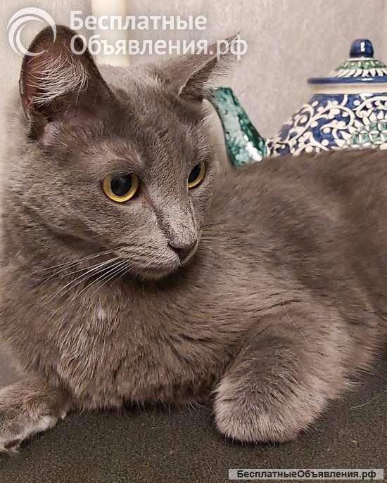 Дымка, русская голубая в добрые руки