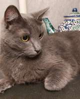 Дымка, русская голубая в добрые руки