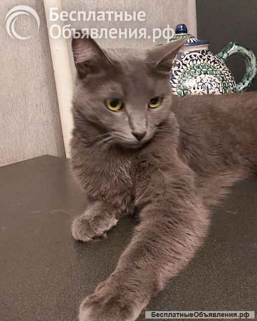 Дымка, русская голубая в добрые руки