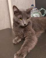 Дымка, русская голубая в добрые руки