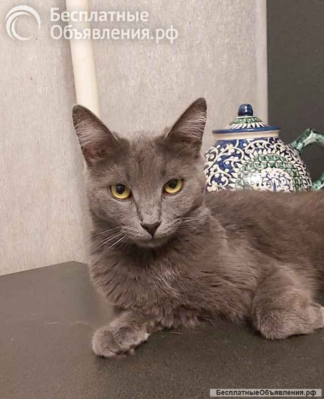 Дымка, русская голубая в добрые руки