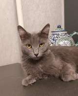 Дымка, русская голубая в добрые руки