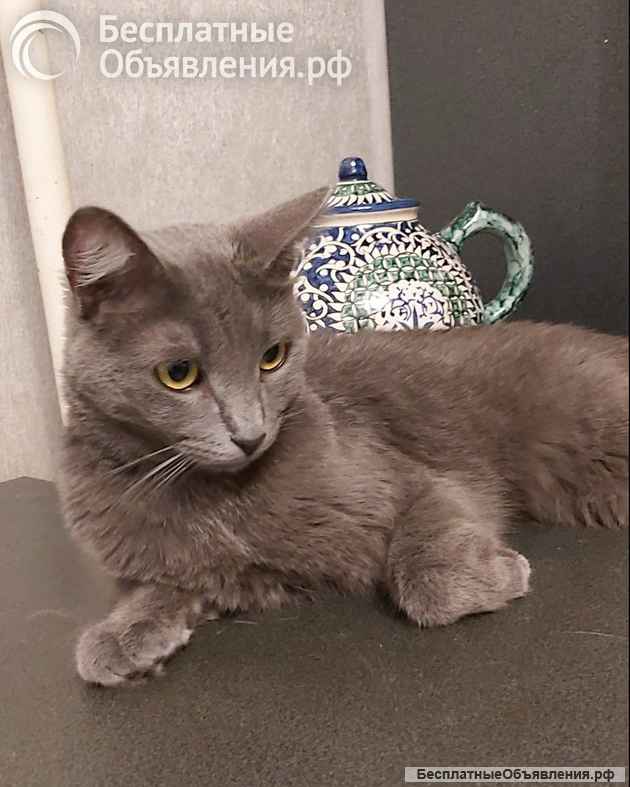 Дымка, русская голубая в добрые руки