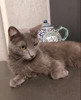 Дымка, русская голубая в добрые руки