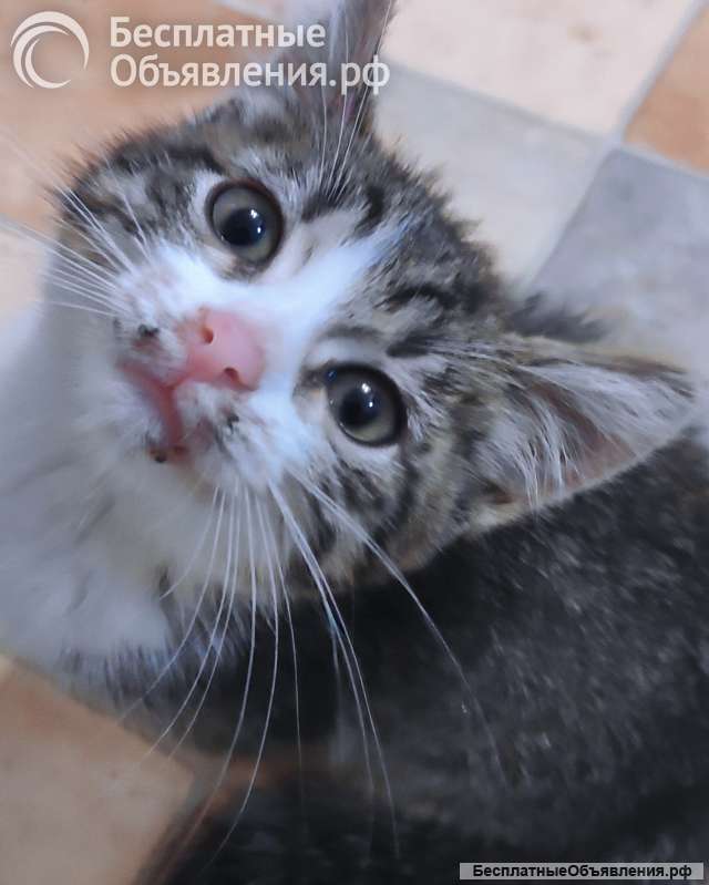 Котенок ищет дом
