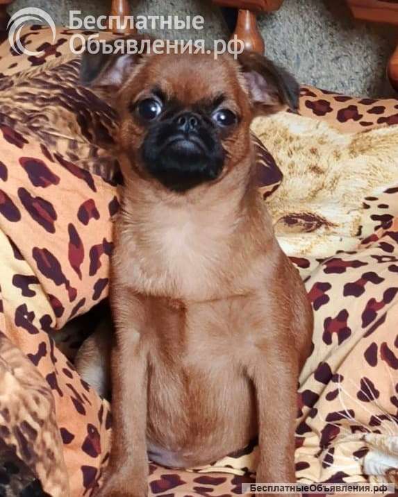 Красивый мальчик пти-брабансон